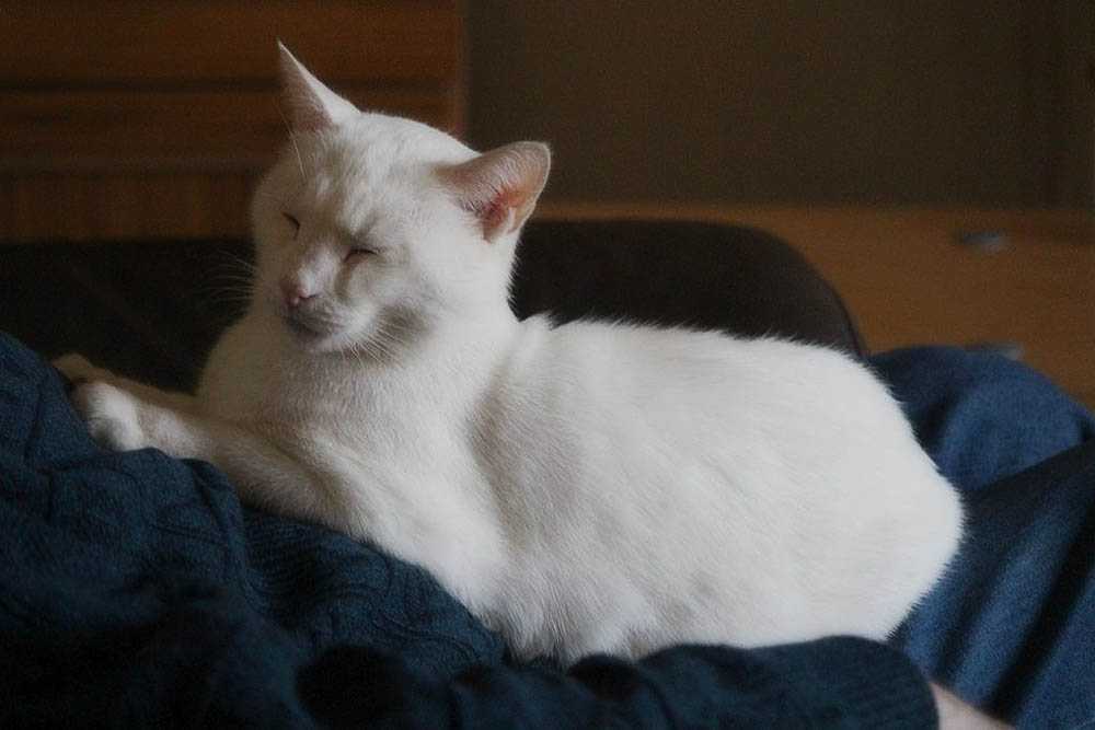 Кошка топчется передними лапами. Кот топчется передними. Кошка топчется на одеяле.