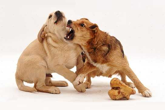Синдром ярости: идиопатическая агрессия у собак