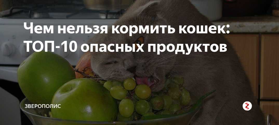 Чем нельзя кормить кошку. Чем нельзя кормить кошек. Что запрещено давать кошкам. Чем нельзя кормить кошек опасная еда.