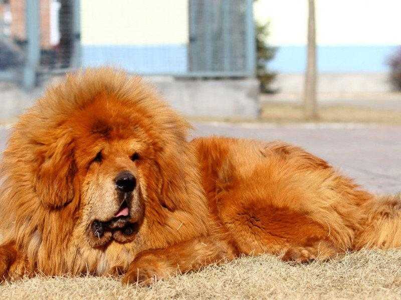 «золотые» породы: самая дорогая собака в мире