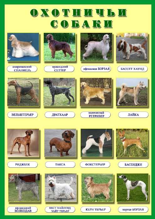 Маленькие породы охотничьих собак: названия, описания и фото