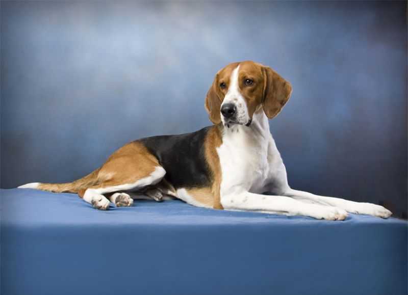 Фоксхаунд собака. описание, особенности, уход и цена фоксхаунда | животный мир