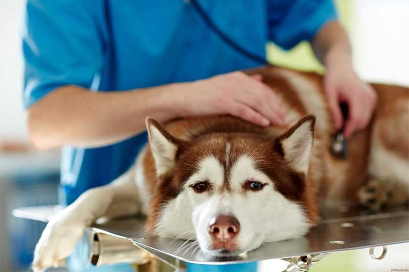 Зубной камень у собак: удаление, цена, отзывы | сколько стоит