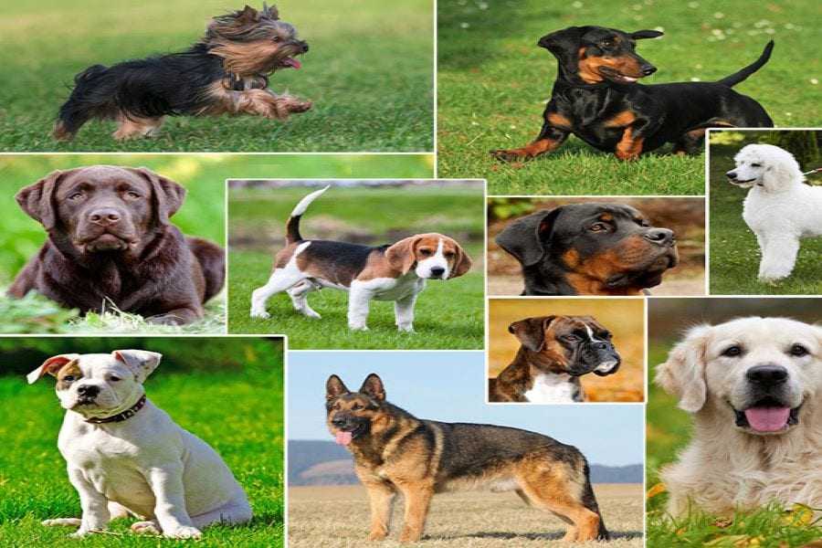 Редкие породы собак с фотографиями и названиями