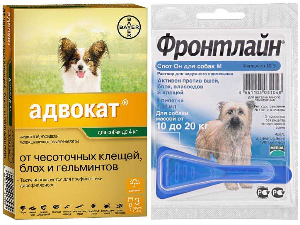 Глисты у собак: симптомы и лечение. средство от глистов у собак. | нвп «астрафарм»