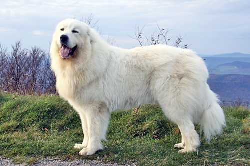 Пиренейская горная собака (большая пиренейская собака)