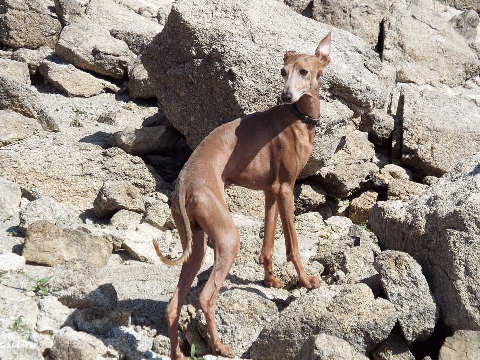 Алано эспаньол, испанский бульдог — испанская бойцовая порода собак ⋆ собакапедия