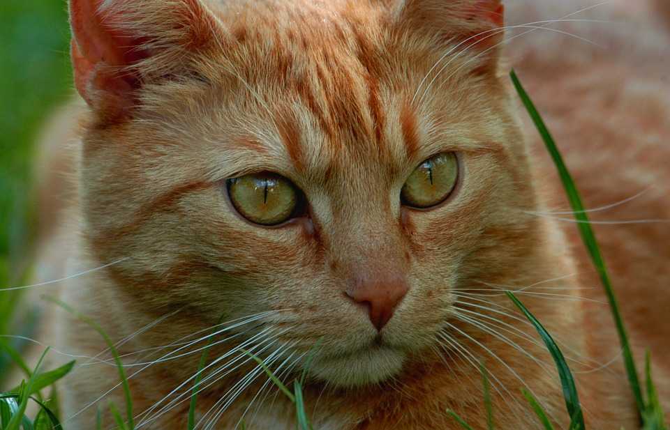 Рыжие породы кошек с зелеными глазами какие они