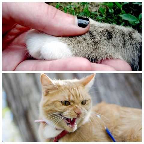 Как отучить котенка кусаться, царапать руки и ноги, когда его гладишь