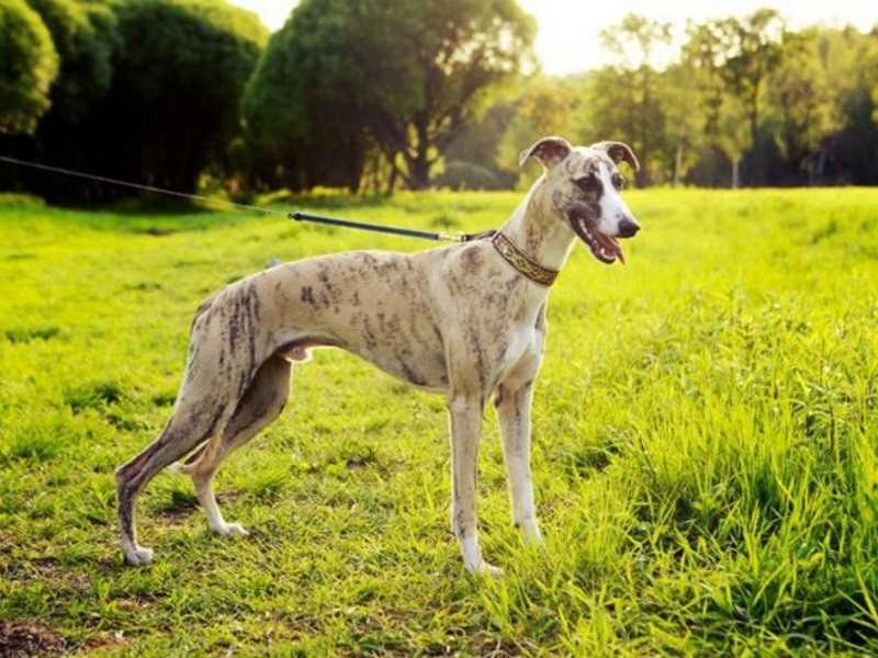 Уиппет: фото и описание породы борзых собак, окрас английского уиппета, характер и история породы