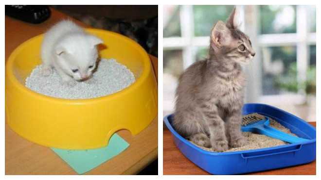Как приучить месячного котенка. Лоток для котенка 1 месяц. Лоток для котят 2 месяца. Маленькие котята приученные к лотку. Приучение питомца к лотку.