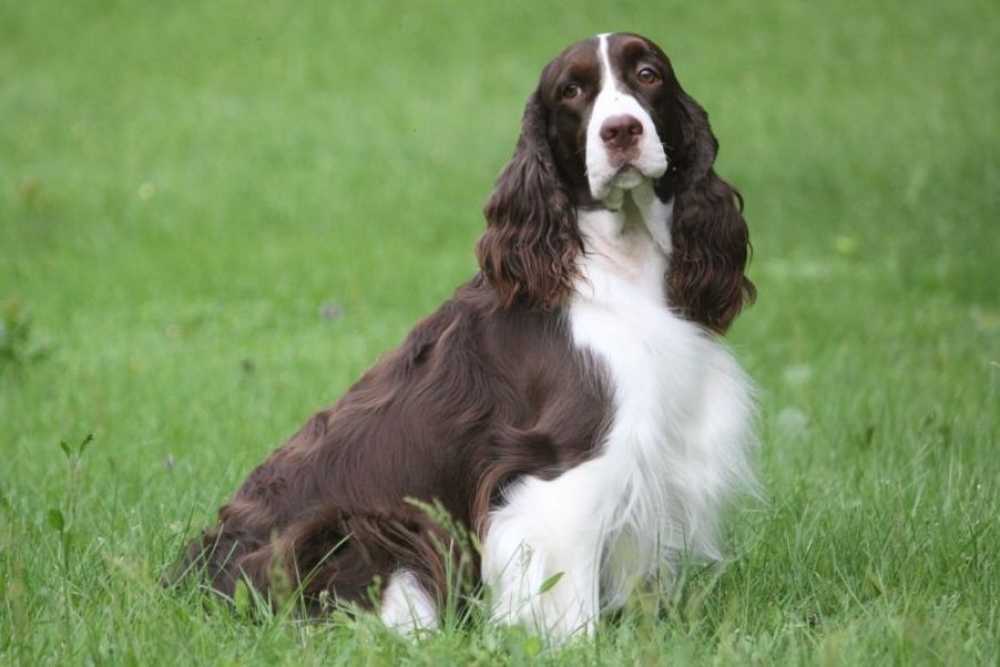Собака водяной спаниель ирландский: правильный уход, описание породы и отзывы