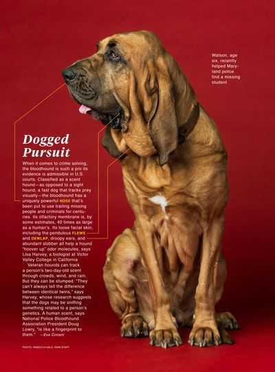 Бладхаунд: верный и преданный друг с благородными манерами. тайная история породы бладхаунд и подробная характеристика собак