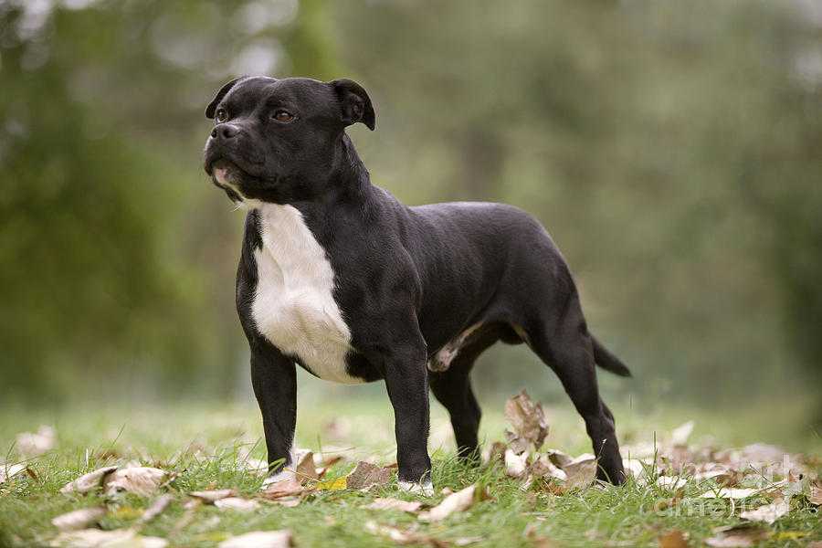 Собаки породы Стаффордширский бультерьер: общие характеристики, страна происхождения, рацион, уход и содержание. Фото и видео-обзор породы.