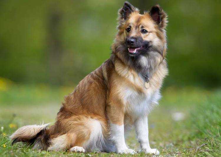 Исландская собака: фото и описание
исландская собака: фото и описание