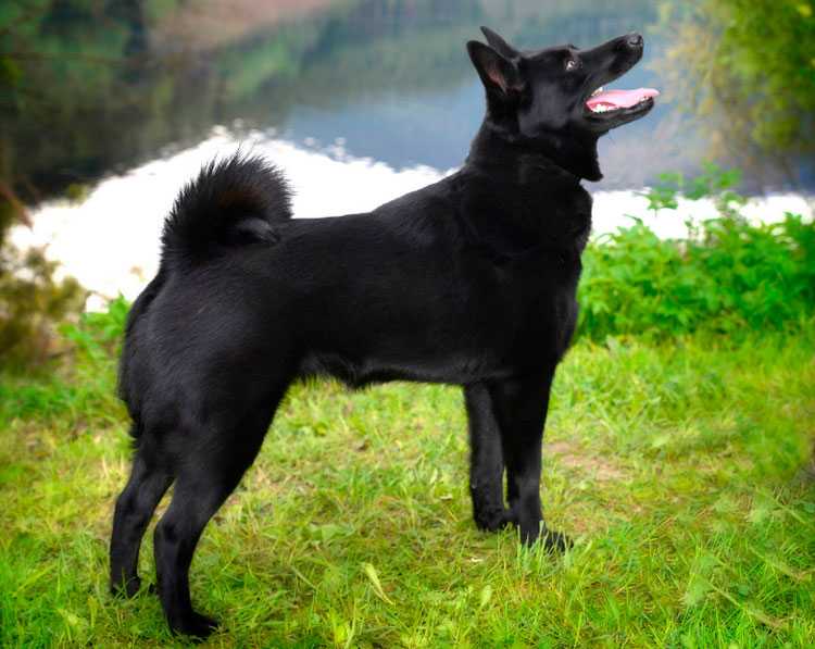 Порода собак норвежский элкхаунд: характер, питание, окрас и отзывы собаководов