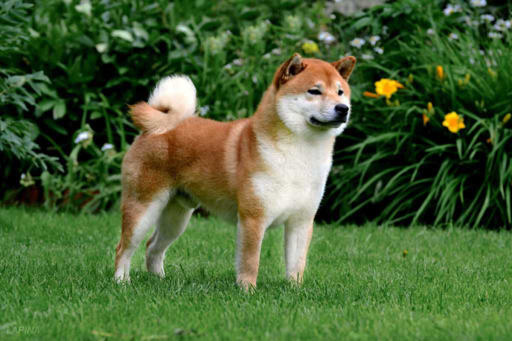 Японские породы собак с фотографиями, названиями и описанием