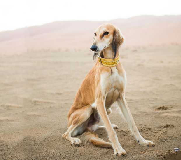 Самые дорогие собаки в мире - топ 27 пород собак с ценами и офто