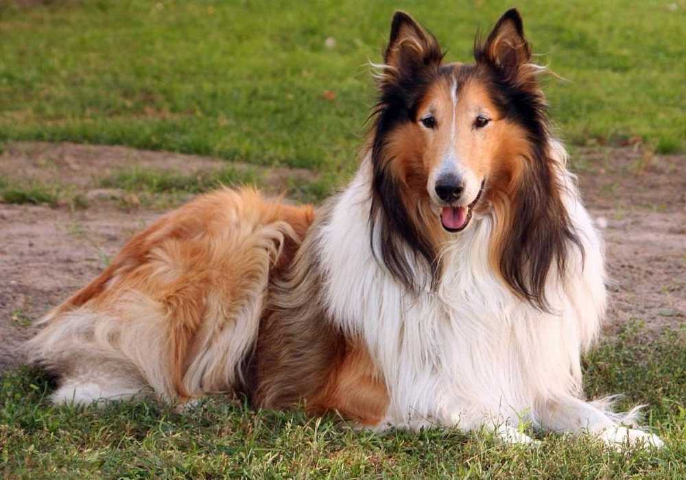 Шотландский колли: описание породы, характер собаки и щенка, фото, цена