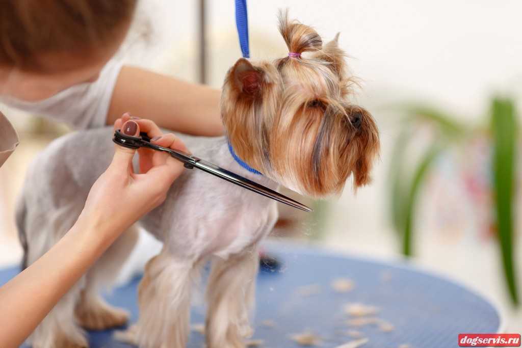 ᐉ как подстричь когти собаке в домашних условиях, что делать, если она боится или кусается - zoovet24.ru
