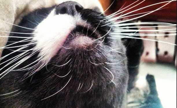 Что делать, если у кота выпадают усы?