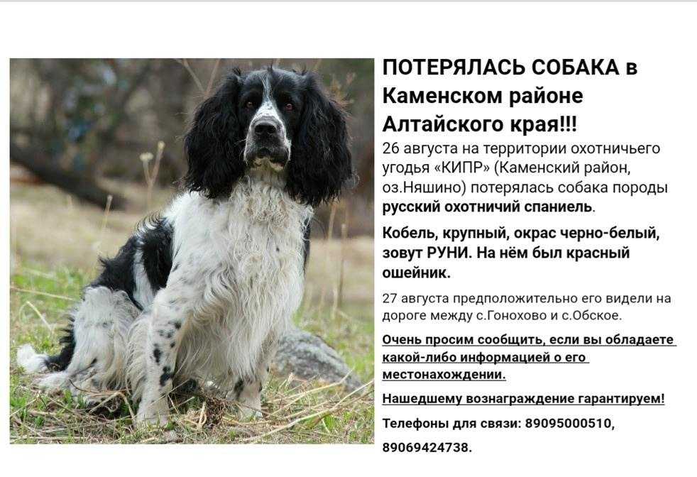 Русский охотничий спаниель собака. описание, особенности, уход и цена породы | sobakagav.ru