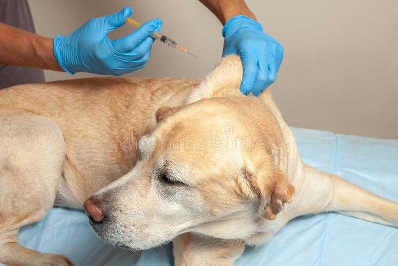 Как правильно ставить укол в холку собаке: пошаговая инструкция