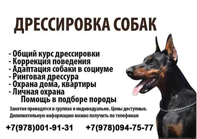 Дрессировка Собак