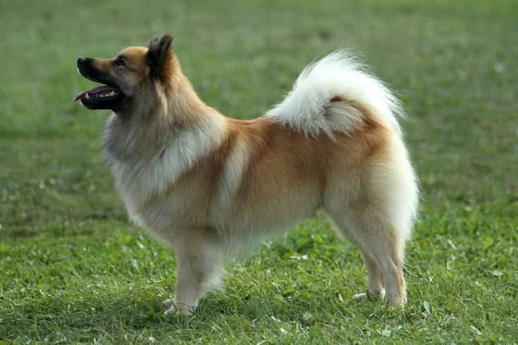 Исландская собака: описание и характеристика породы
