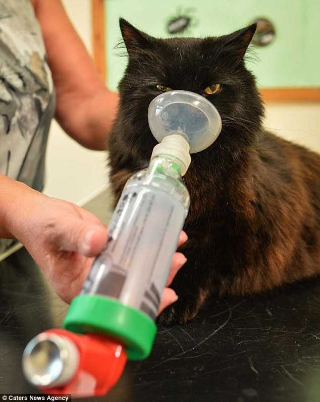 ингалятор при астме у кошек