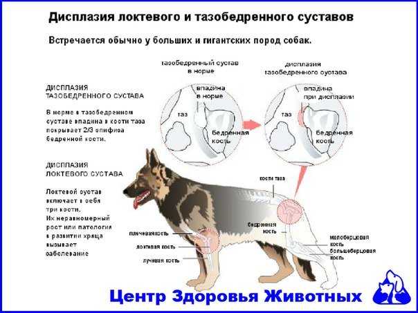 Дисплазия тазобедренных суставов у собак
