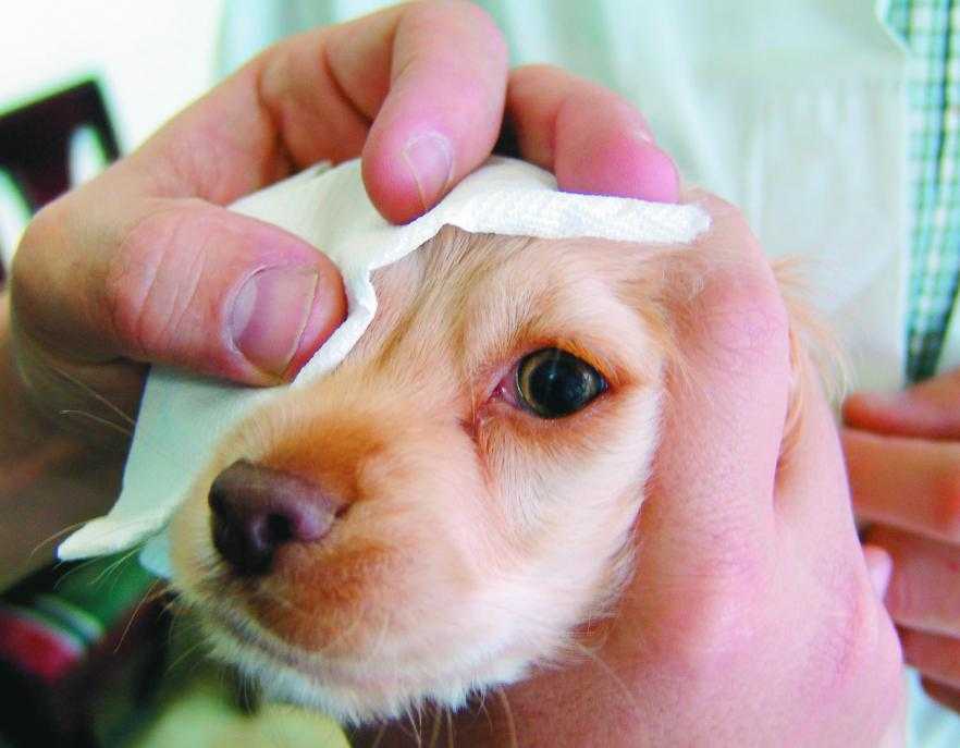 Не знаете, что делать, если у собаки красные глаза и слезятся? мы подскажем - kupipet.ru