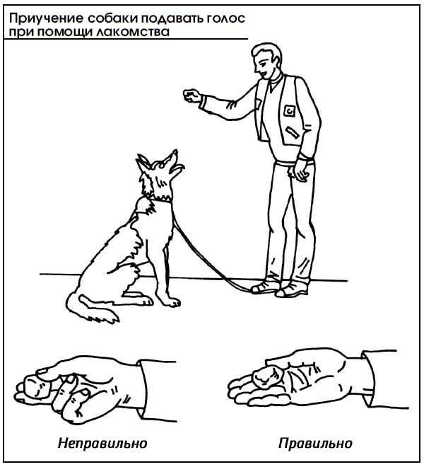 Как научить собаку команде «сидеть»: правила дрессировки, подготовка, выбор поощрения, усложнение навыка