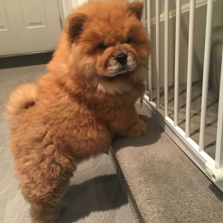 Собака, похожая на медвежонка – порода | фото