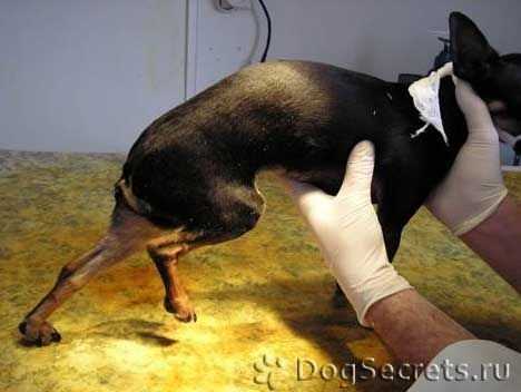 Артроз у собак: симптомы и лечение | блог ветклиники "беланта"