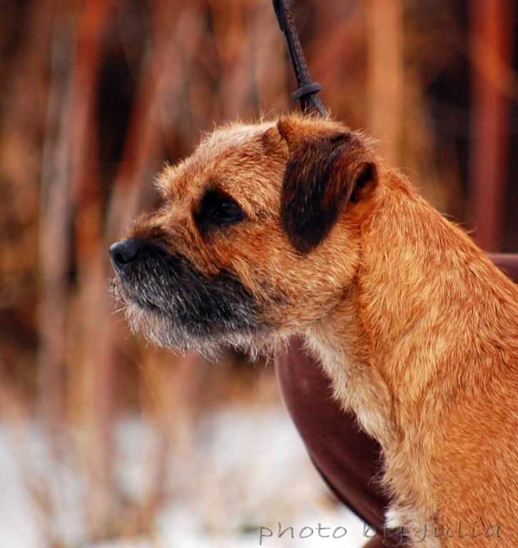 Бордер терьер — описание породы собак