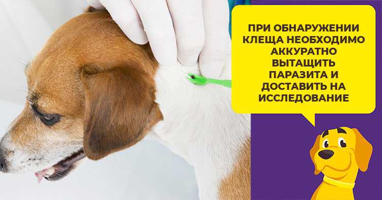 Микоплазмоз у собак - что это, симптомы, схема лечения препаратами, передается ли человеку