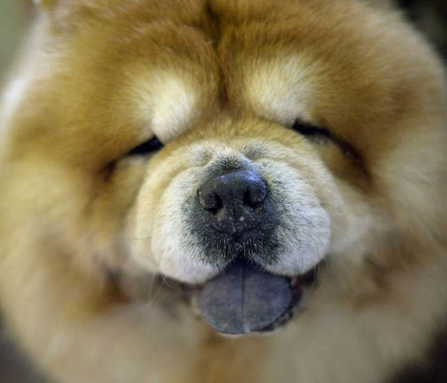Собака с фиолетовым языком порода название