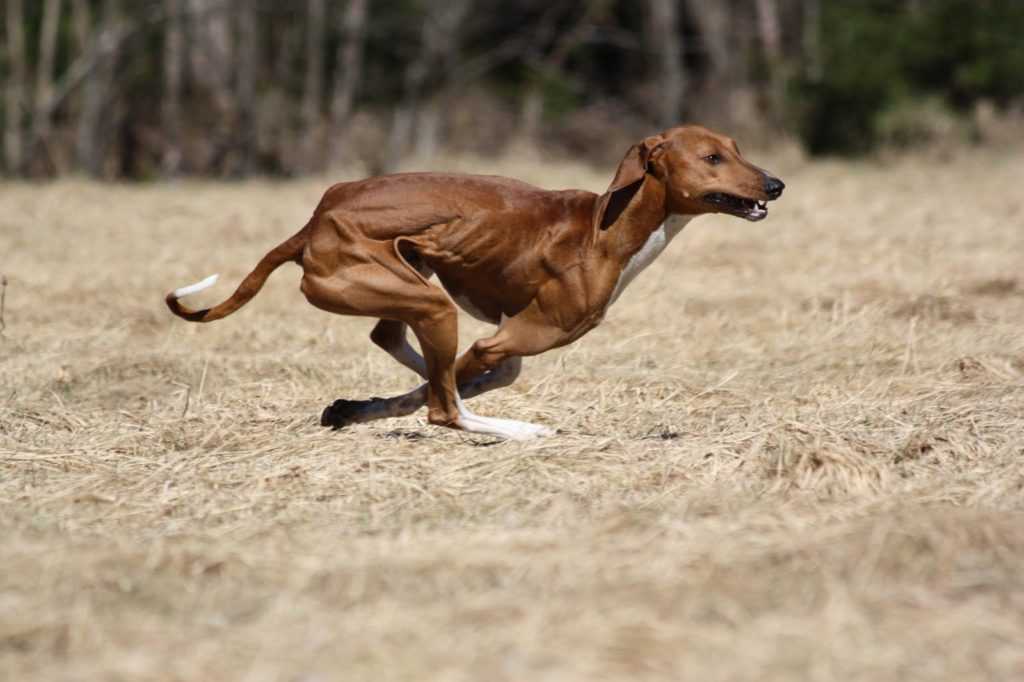 Грейхаунд или английская борзая: фото и описание породы собак
грейхаунд или английская борзая: фото и описание породы собак
