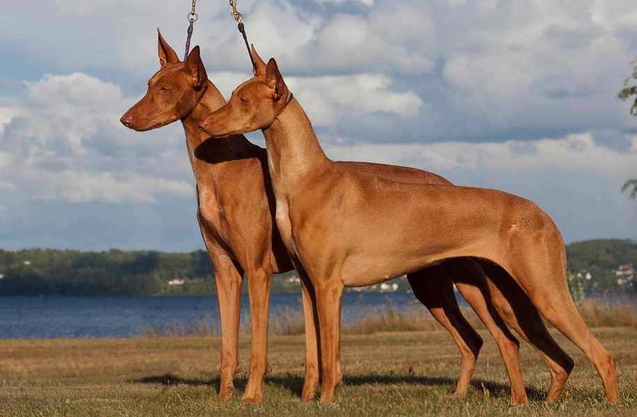 Самые дорогие собаки в мире - топ 27 пород собак с ценами и офто