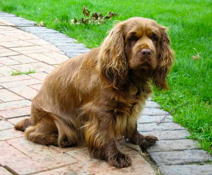 Суссекс-спаниель: фото собак, история породы, описание стандарта, черты характера, особенности содержания и выбор щенка