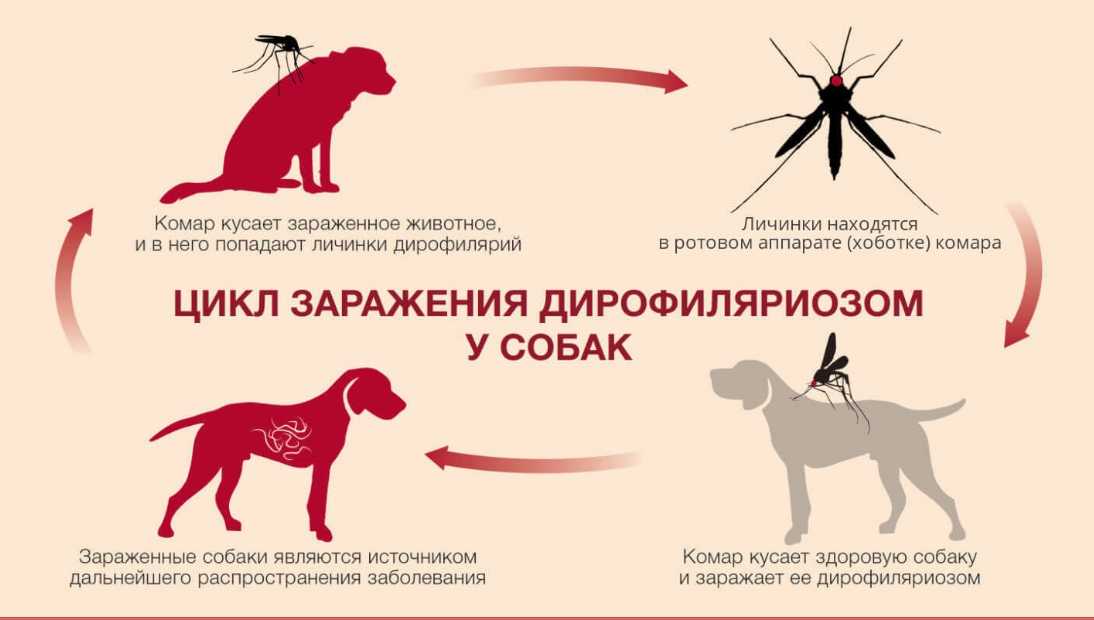 Боррелиоз у собак: основные симптомы и профилактика лечения