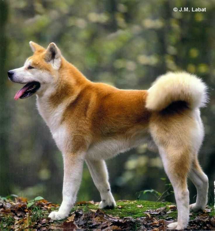 Самые милые и популярные японские породы собак