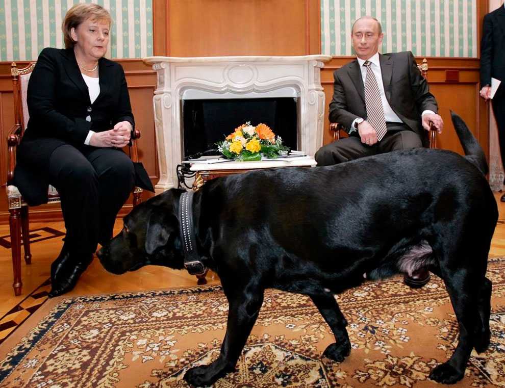 Собаки президента: история питомцев путина и их политическое значение