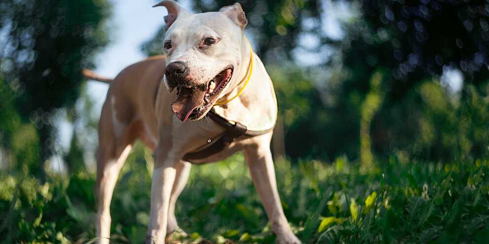 10 самых агрессивных и опасных пород собак в мире с фото и характеристикой