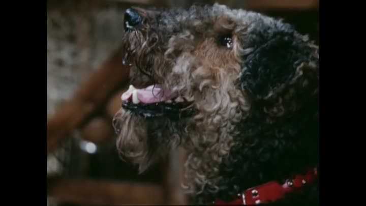 Собака из фильма "приключения электроника": порода, песня, текст