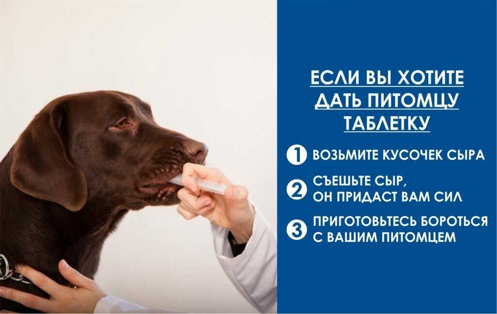 Домашняя ветеринарная аптечка
