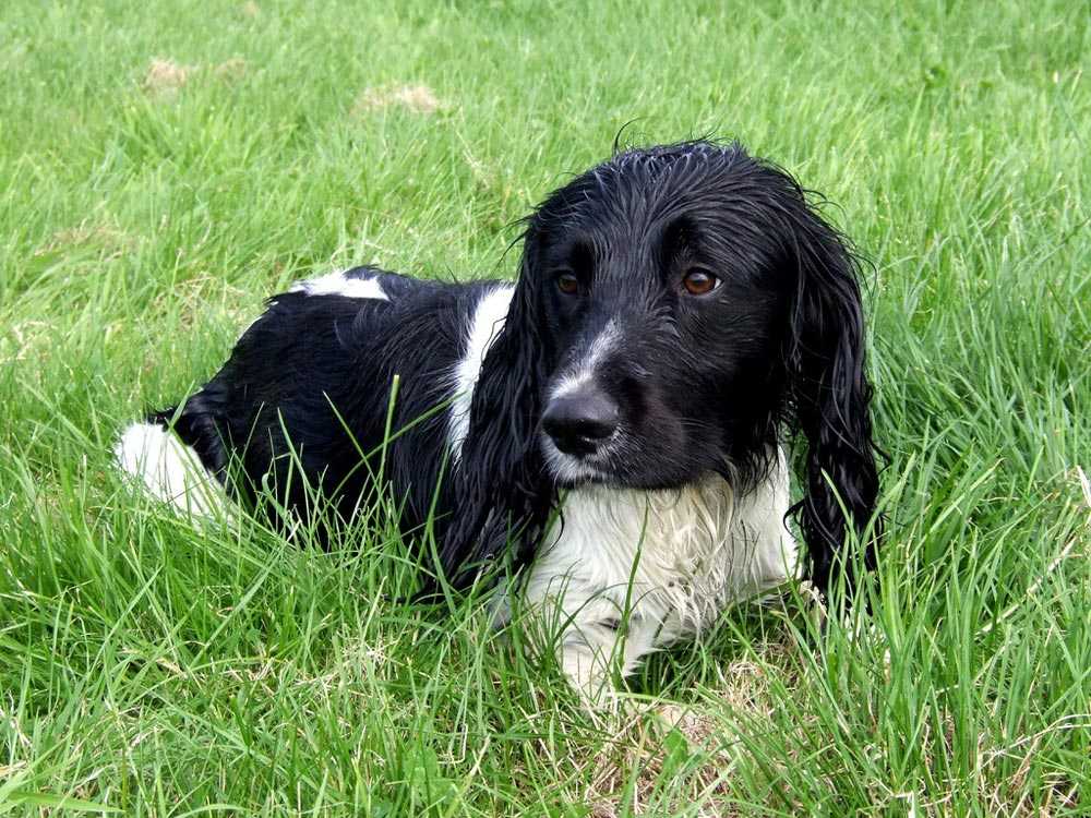 Американский водяной спаниель: описание породы собак с фото видео