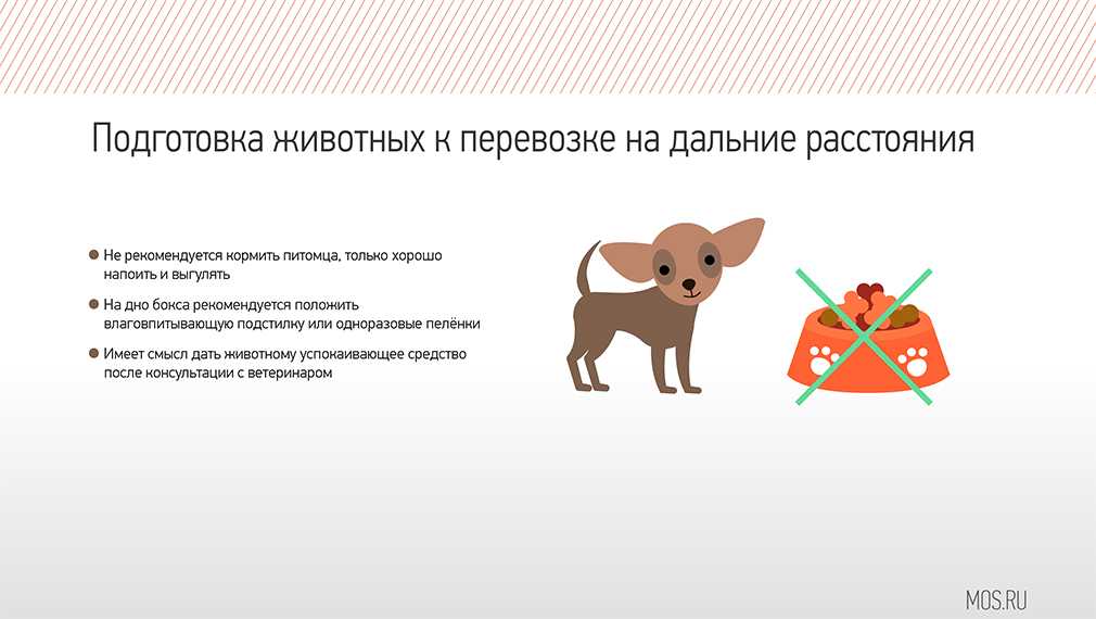 Перевозка животных в поезде ржд 2020(кошек): как перевезти кота по россии жд транспортом (скачать правил провоза)