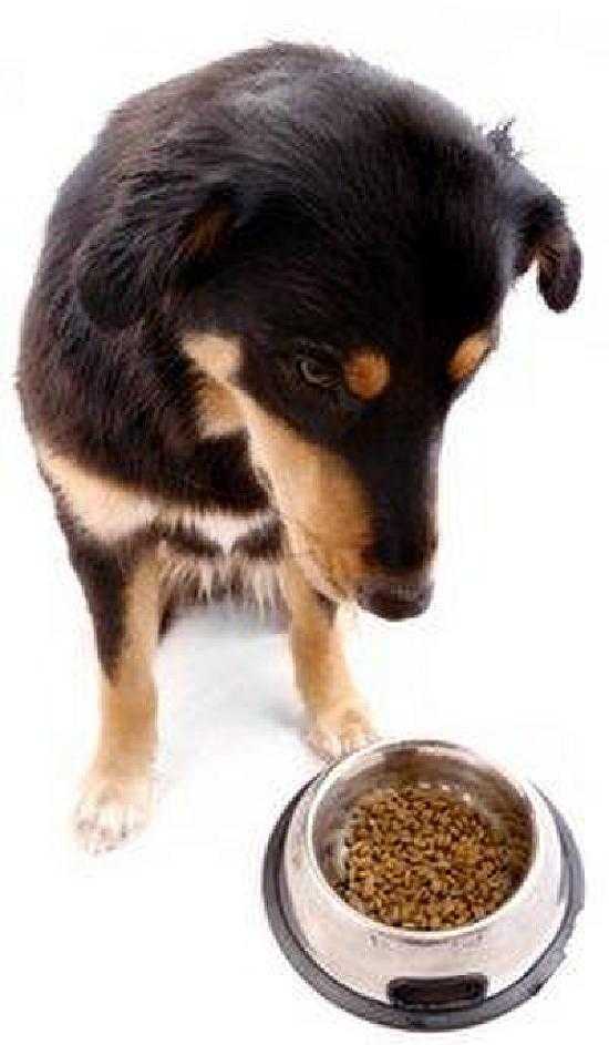 Что делать, если собака не ест сухой корм: как приучить взрослую собаку, заставить есть сухой корм